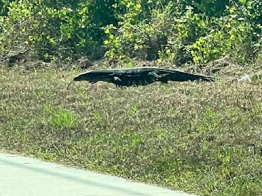 En video: lagarto de gran tamaño sorprende conductora en Florida