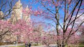 NYC's Central Park Just Released a Cherry Blossom Tracking Map — and Some Blooms Are Already at Peak