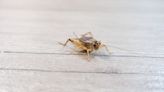 Pest Control Pros’ Share the Sticky Solution to Getting Rid of Crickets in Your House — Fast