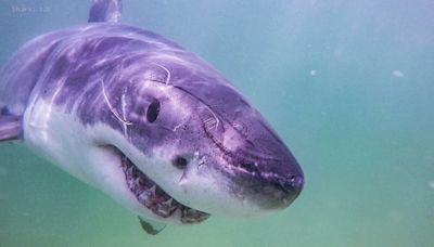 New documentary explores the increased number of white shark observations