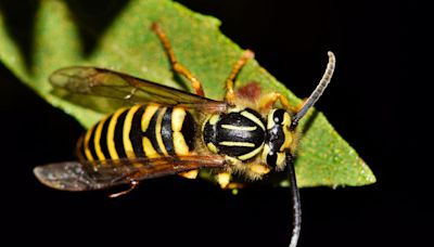 More aggressive yellowjacket species has moved into Massachusetts: "Seem to have a shorter fuse"