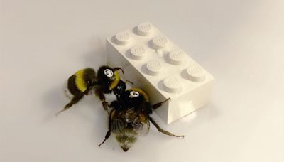 Lego-pushing bumblebees reveal insect collaboration dynamics