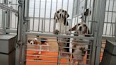 Animal breeder Envigo to pay record $35M fine in welfare case involving 4K beagles