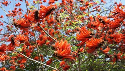 Los botánicos cambian 200 nombres de plantas por su tufo racista, pero mantienen la opción de homenajes a personas polémicas