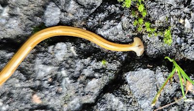 Should you kill hammerhead flatworms? What to know.