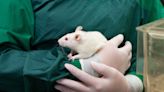 FDA no longer requires animal testing for new drugs. Is that safe?