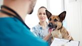 Is Pet Insurance Really Worth Getting?