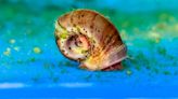 A near-extinct NC snail is back in the wild. Its savior still sees too many threats.