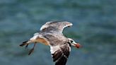 3 Things You Must See: A Nine-Year-Old Wins the 2024 Gull Screeching... | 94.5 The Buzz | The Rod Ryan Show