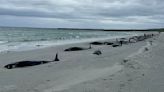 Tragic scenes on Orkney as pod of 77 pilot whales found on beach