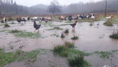 Se suma a Biobío: declaran emergencia agrícola en la Región de La Araucanía - La Tercera