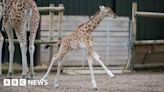 West Midlands Safari park baby giraffe takes first outdoor 'zoomies'