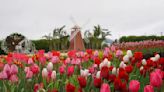 【賞花之旅】中社觀光花市鬱金香花季，石崗鬱金香節好繽紛！