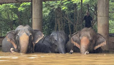 Flooding from seasonal rains threatens residents in northern Thailand, including elephants