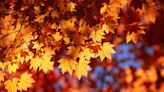It’s the Most Colorful Time of Year: fall hikes in Ross County