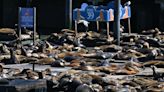 An anchovy feast draws a crush of sea lions to one of San Francisco's piers, the most in 15 years