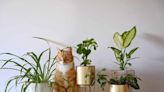 25 Cat-Safe Plants That Grow Well In Low-Light Conditions