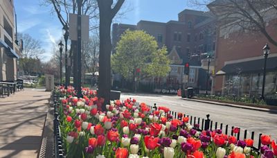 Naperville News Digest: Downtown tulip bulbs to be given away Wednesday morning; longtime educator chosen to serve as interim COD president; LWV to host discussion on handling political disagreements