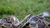 Graphic video shows an entire 5-foot long alligator being removed from stomach of an 18-foot python