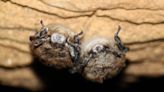 White-nose syndrome is killing Indiana bats. Colder caves might save the vital bug eaters