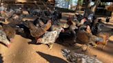 Temperaturas mais baixas exigem cuidados especiais nos galinheiros