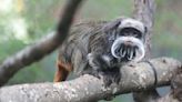What's going on at the Dallas Zoo? Man arrested after tamarin monkeys disappear in latest suspicious incident