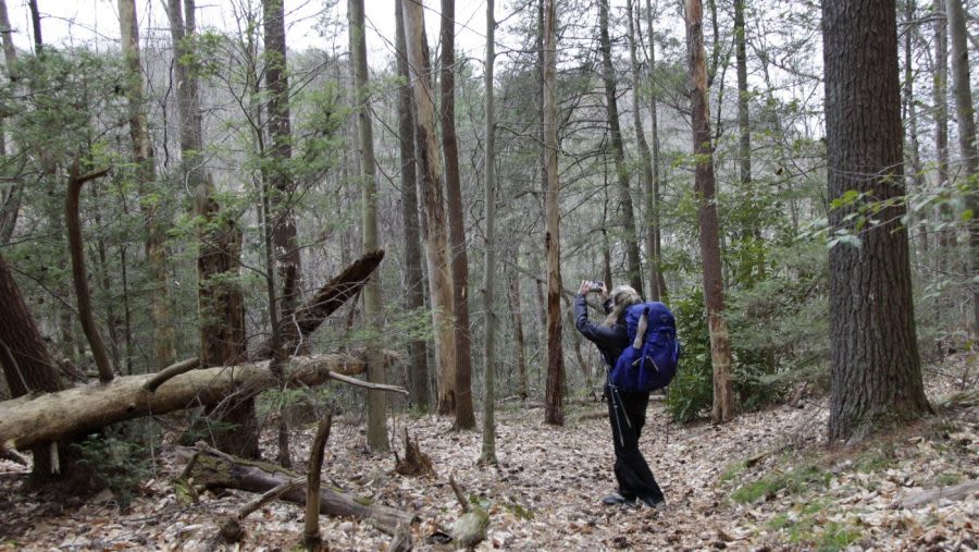 Hikers are infecting Virginia wildlife with COVID-19, study finds