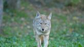 Coyotes removed from Scottsdale neighborhood, euthanized after reported attack