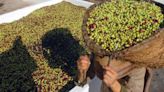 Olive Oil Windfall Becomes Lifeline for Tunisia With IMF on Hold