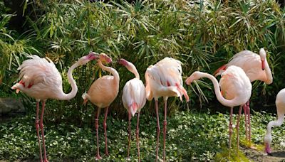 家長們哀號！北市動物園門票「漲快1倍」 4月正式上路│TVBS新聞網