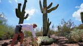 The extreme heat in Phoenix is withering some of its famed saguaro cactuses, with no end in sight