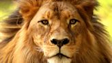 Los leones africanos a un paso de la extinción, tras la desaparición del 90% de ejemplares