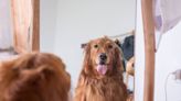 Musician's Piano Duet with 'Emotional' Singing Golden Retriever Is Downright Priceless