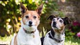 Camilla, Duchess of Cornwall's Dogs Wear Her Pearl Necklaces for Magazine Photo Shoot