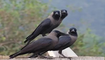 'Saviours' to Kenya's biggest pest: Story of Indian crows in Africa