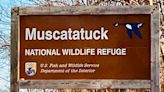 A Hiker's Path: An apt sight at Muscatatuck National Wildlife Refuge: Turkeys!