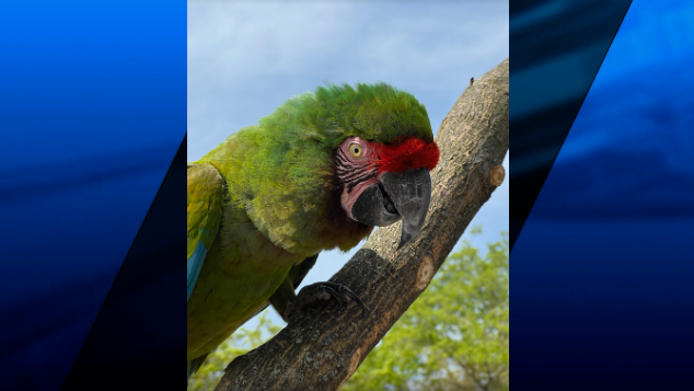 UPDATE: Roger Williams Zoo macaws back home | ABC6
