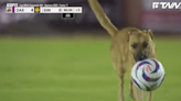 流浪狗闖進足球賽展現超強「控球技術」 球隊收編當吉祥物！