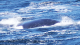 One of world’s rarest whales sighted off Point Reyes coast