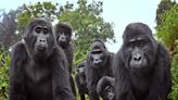 間諜動物捕捉到猩猩吃飯哼唱 以及放屁挖鼻孔的搞笑日常！