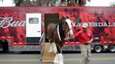 Budweiser Clydesdales to make Hilton Head appearance. Here’s where you can see them