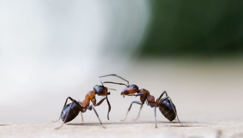 Want to keep your home ant-free? Removing that first one is key