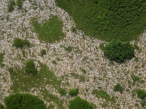 Prosecutors blame Brazil sugar plant for tons of fish rotting in river