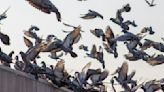 野鴿一年繁殖5次！新加坡崩潰祭人道毀滅 香港下重手禁餵食 | 國際焦點 - 太報 TaiSounds