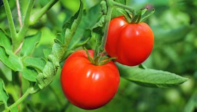 Tomato and strawberry plants grow juicier fruit with one kitchen item they love