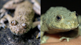 Fact Check: Some Frogs Have Heart-Shaped Pupils. Here's What We Learned About Them
