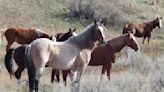 Wild horses to remain in North Dakota's Theodore Roosevelt National Park, lawmaker says