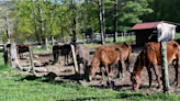 Cairo woman charged after 13 horses found neglected