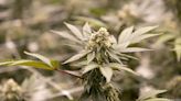 St. Louis to consider expanding cannabis dispensaries' hours - St. Louis Business Journal