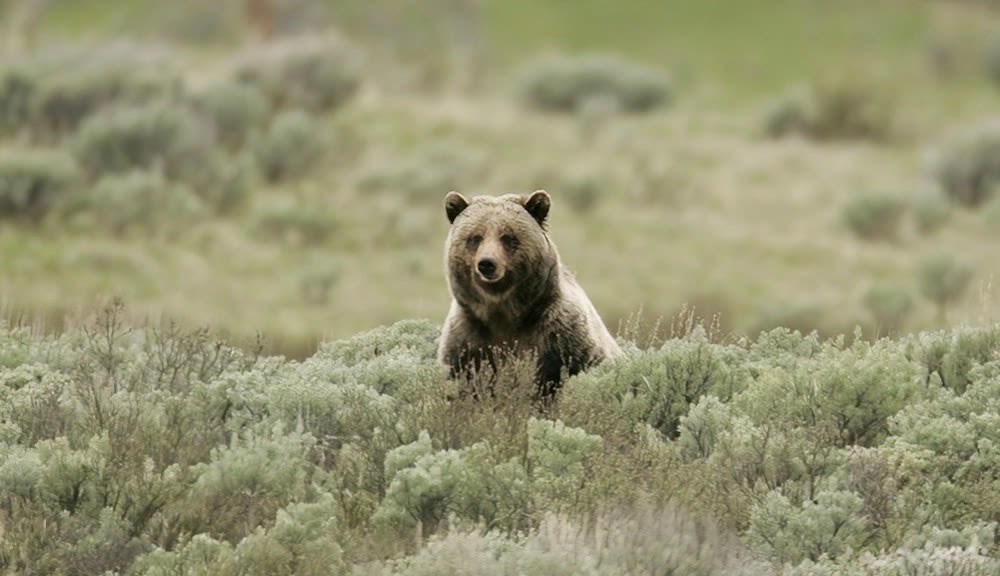 Grizzly bear euthanized on Yellowstone River outside park